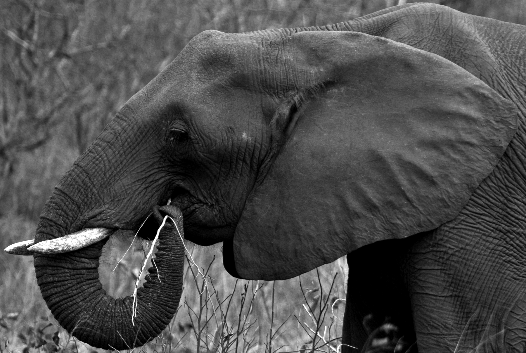 Elephant